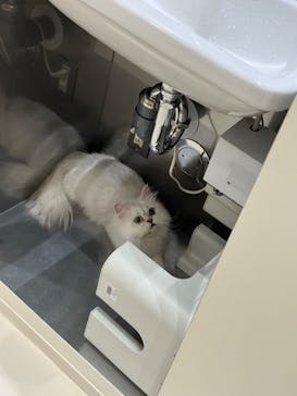 Cat Café MOFF イオンモール浜松志都呂店に投稿された画像（2025/5/21）