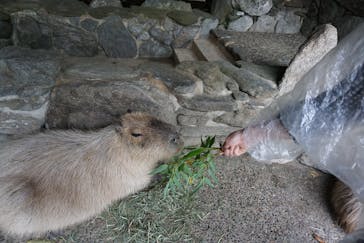 長崎バイオパークに投稿された画像（2025/5/21）