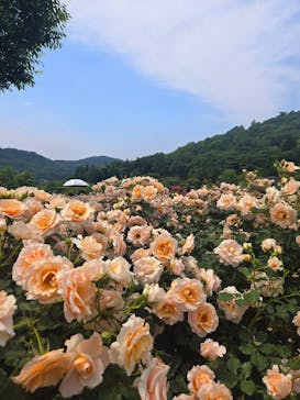 いばらきフラワーパークに投稿された画像（2025/5/21）