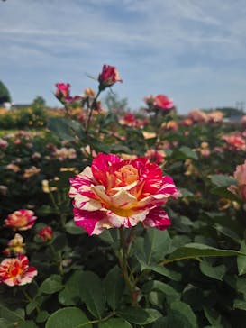 いばらきフラワーパークに投稿された画像（2025/5/21）