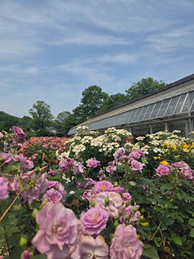 いばらきフラワーパークに投稿された画像（2025/5/21）