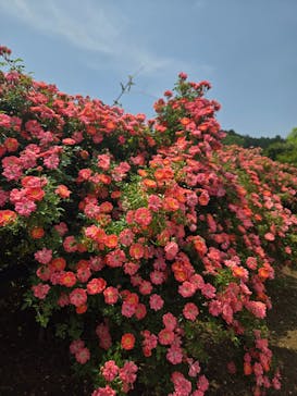 いばらきフラワーパークに投稿された画像（2025/5/21）