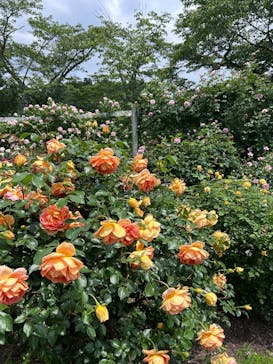 EnglishGardenローザンベリー多和田に投稿された画像（2025/5/21）