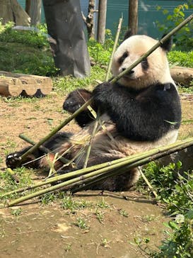 恩賜上野動物園に投稿された画像（2025/5/21）