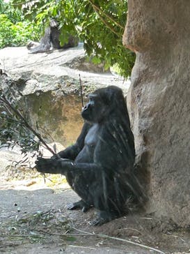 恩賜上野動物園に投稿された画像（2025/5/21）