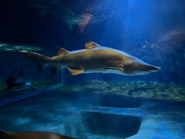 アクアワールド茨城県大洗水族館に投稿された画像（2025/5/21）