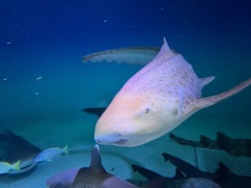 アクアワールド茨城県大洗水族館に投稿された画像（2025/5/21）
