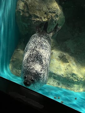 アクアワールド茨城県大洗水族館に投稿された画像（2025/5/21）