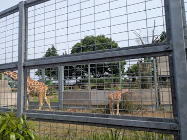 日立市かみね動物園に投稿された画像（2025/5/21）