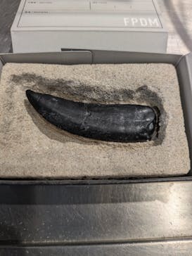 福井県立恐竜博物館に投稿された画像（2025/5/21）