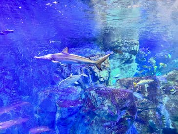 大分マリーンパレス水族館 「うみたまご」に投稿された画像（2025/5/21）