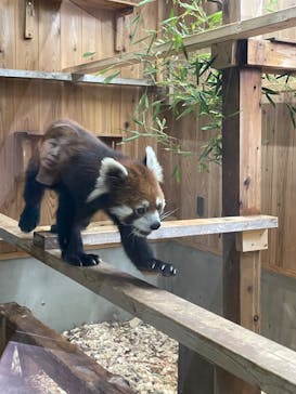 名古屋市東山動植物園に投稿された画像（2025/5/21）