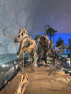福井県立恐竜博物館に投稿された画像（2025/5/21）