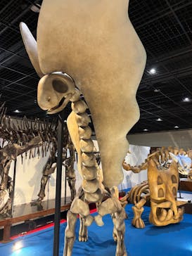 福井県立恐竜博物館に投稿された画像（2025/5/21）