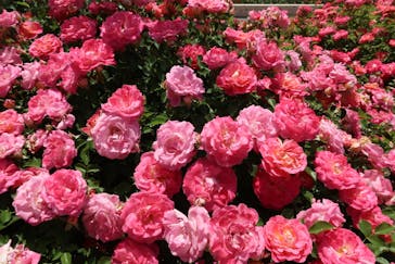 ぎふワールド・ローズガーデンに投稿された画像（2025/5/21）