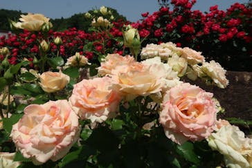 ぎふワールド・ローズガーデンに投稿された画像（2025/5/21）