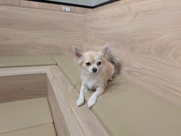 いぬカフェRio 富士見店に投稿された画像（2025/5/21）