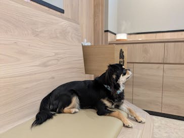 いぬカフェRio 富士見店に投稿された画像（2025/5/21）