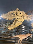福井県立恐竜博物館に投稿された画像（2025/5/22）