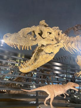 福井県立恐竜博物館に投稿された画像（2025/5/21）