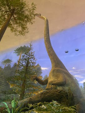 福井県立恐竜博物館に投稿された画像（2025/5/21）