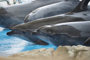 名古屋港水族館に投稿された画像（2025/5/21）