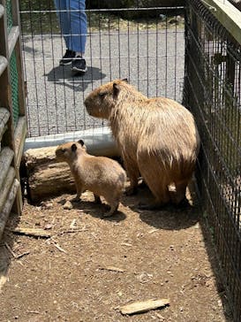 伊豆シャボテン動物公園に投稿された画像（2025/5/21）
