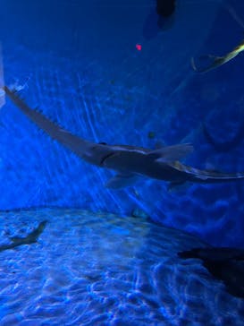 名古屋港水族館に投稿された画像（2025/5/22）