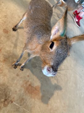 霞ケ浦 どうぶつとみんなのいえに投稿された画像（2025/5/22）