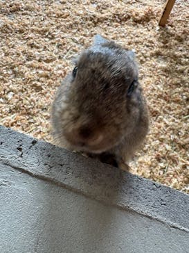 霞ケ浦 どうぶつとみんなのいえに投稿された画像（2025/5/22）