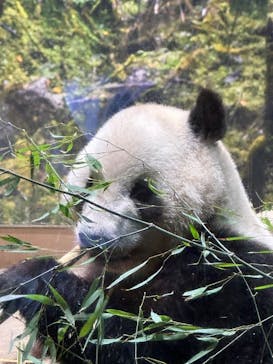 恩賜上野動物園に投稿された画像（2025/5/22）