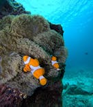 青の洞窟専門店　沖縄ダイビングショップ和に投稿された画像（2025/5/22）