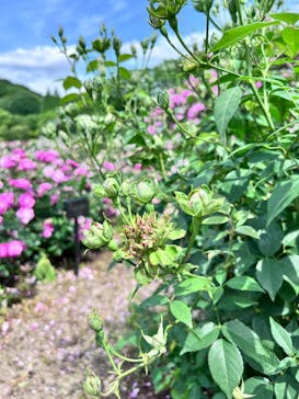 ぎふワールド・ローズガーデンに投稿された画像（2025/5/22）
