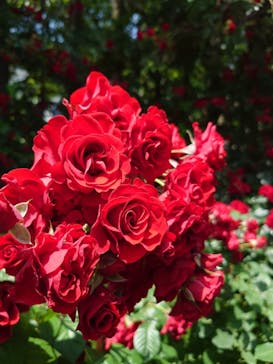 横浜イングリッシュガーデンに投稿された画像（2025/5/22）