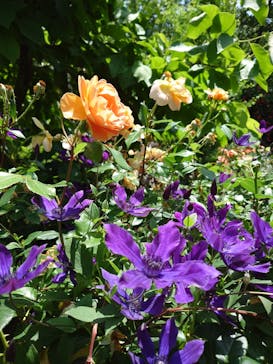 横浜イングリッシュガーデンに投稿された画像（2025/5/22）