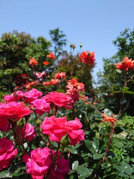 横浜イングリッシュガーデンに投稿された画像（2025/5/22）