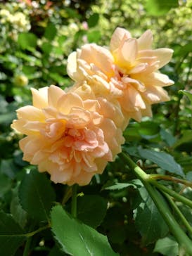 横浜イングリッシュガーデンに投稿された画像（2025/5/22）