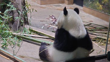 恩賜上野動物園に投稿された画像（2025/5/22）