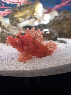 マクセル アクアパーク品川に投稿された画像（2025/5/22）