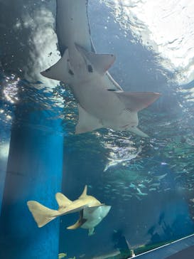 マクセル アクアパーク品川に投稿された画像（2025/5/22）