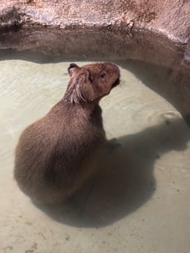 マクセル アクアパーク品川に投稿された画像（2025/5/22）