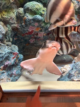 しながわ水族館に投稿された画像（2025/5/22）