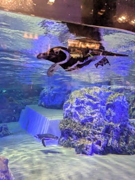 すみだ水族館に投稿された画像（2025/5/22）