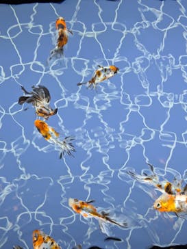 すみだ水族館に投稿された画像（2025/5/22）