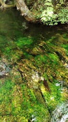 白樺自然学校に投稿された画像（2025/5/22）