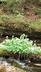 白樺自然学校に投稿された画像（2025/5/22）