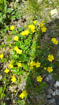 白樺自然学校に投稿された画像（2025/5/22）