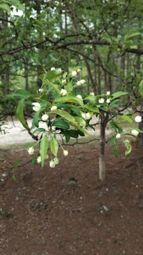 白樺自然学校に投稿された画像（2025/5/22）