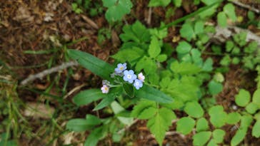 白樺自然学校に投稿された画像（2025/5/22）