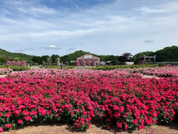 ぎふワールド・ローズガーデンに投稿された画像（2025/5/22）